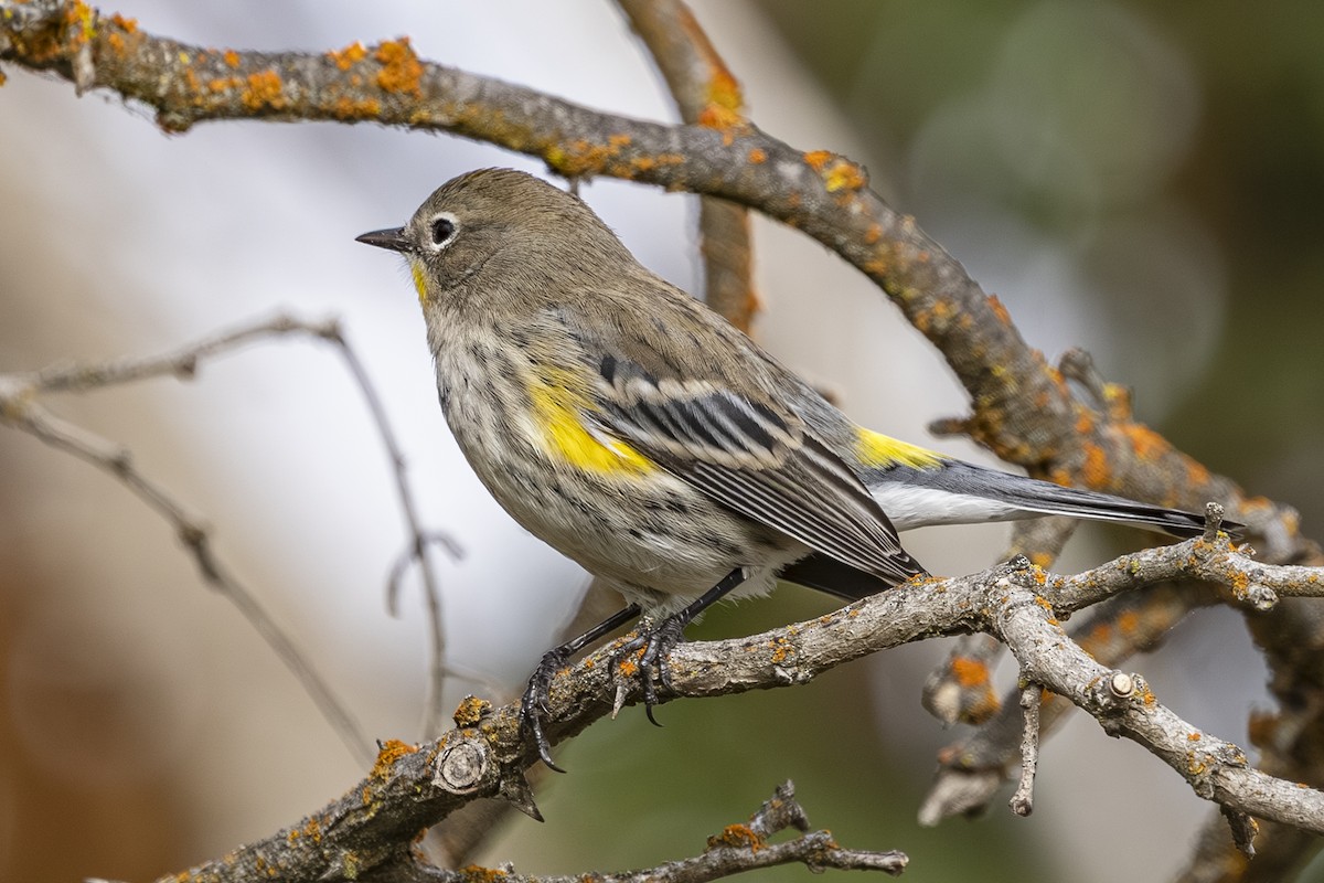 Yellow-rumped Warbler - ML644296695