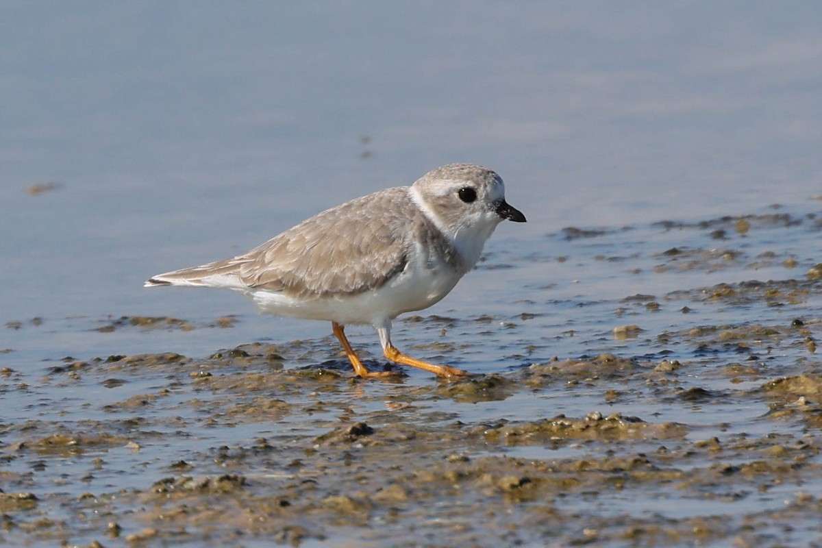 Flötenregenpfeifer - ML644296696