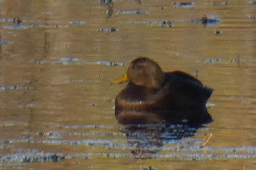 Mallard x American Black Duck (hybrid) - ML644296698