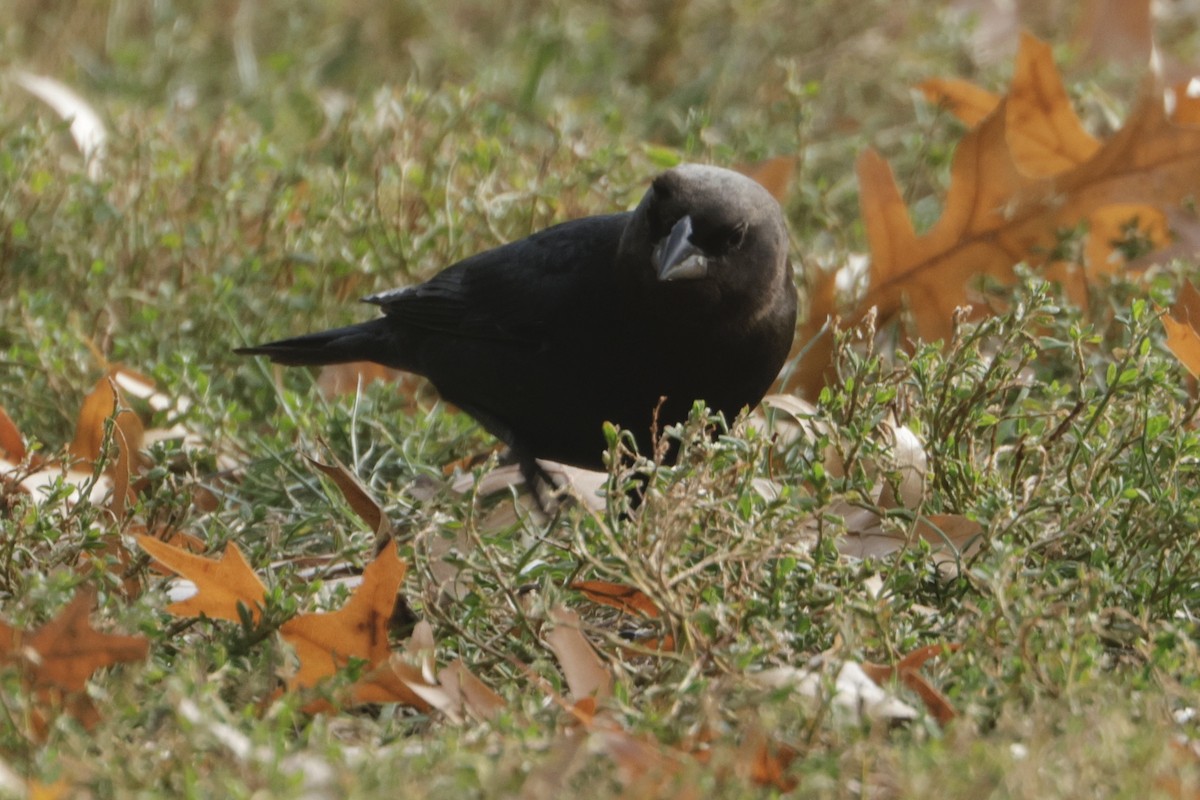 Brown-headed Cowbird - ML644296711