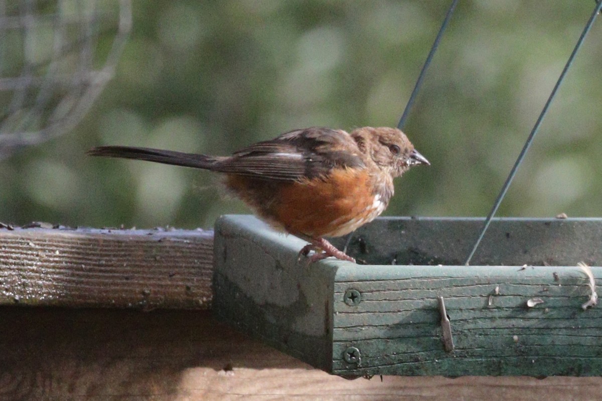 Spotted Towhee - ML644296716