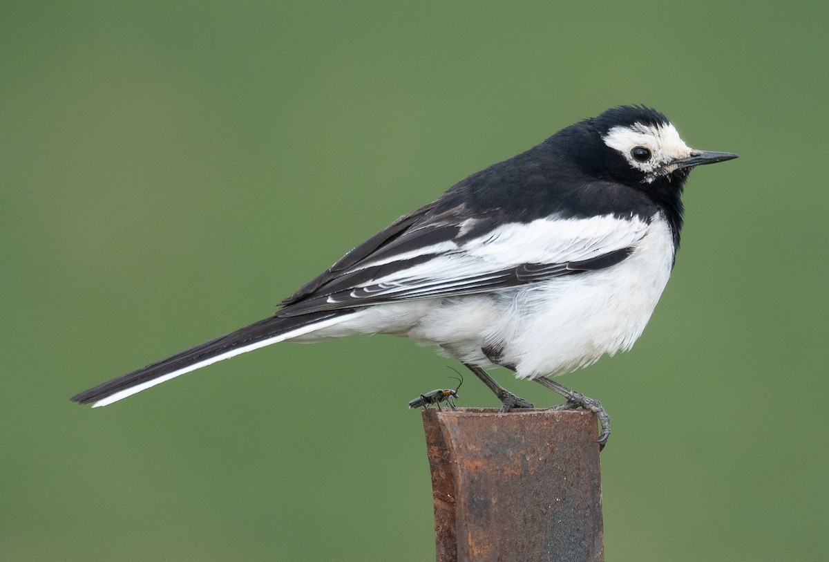 Lavandera Blanca - ML644296717