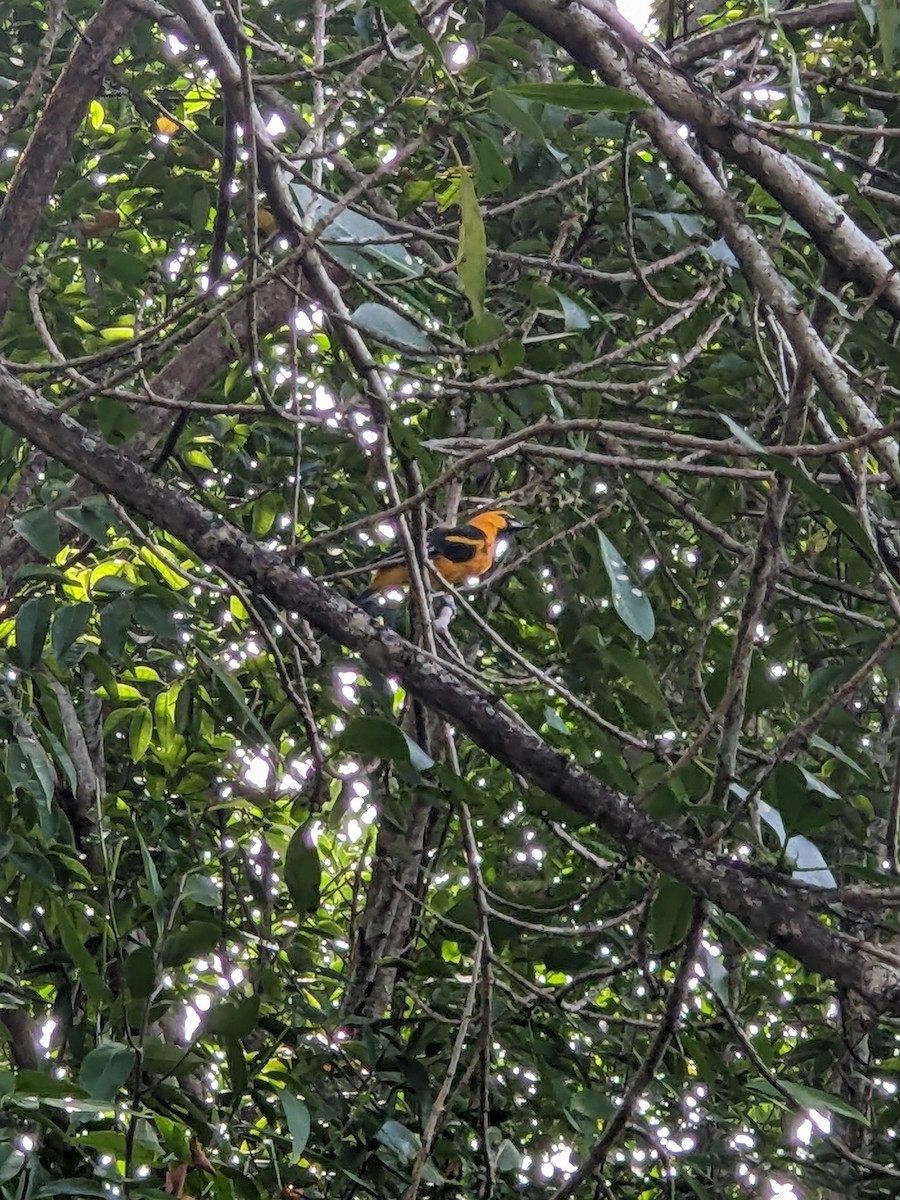 Spot-breasted Oriole - ML644296722