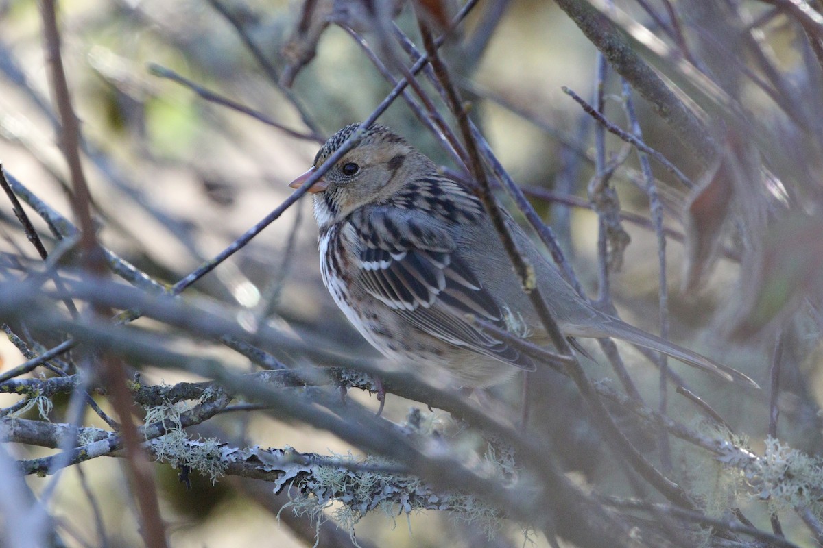 Harris's Sparrow - ML644296728