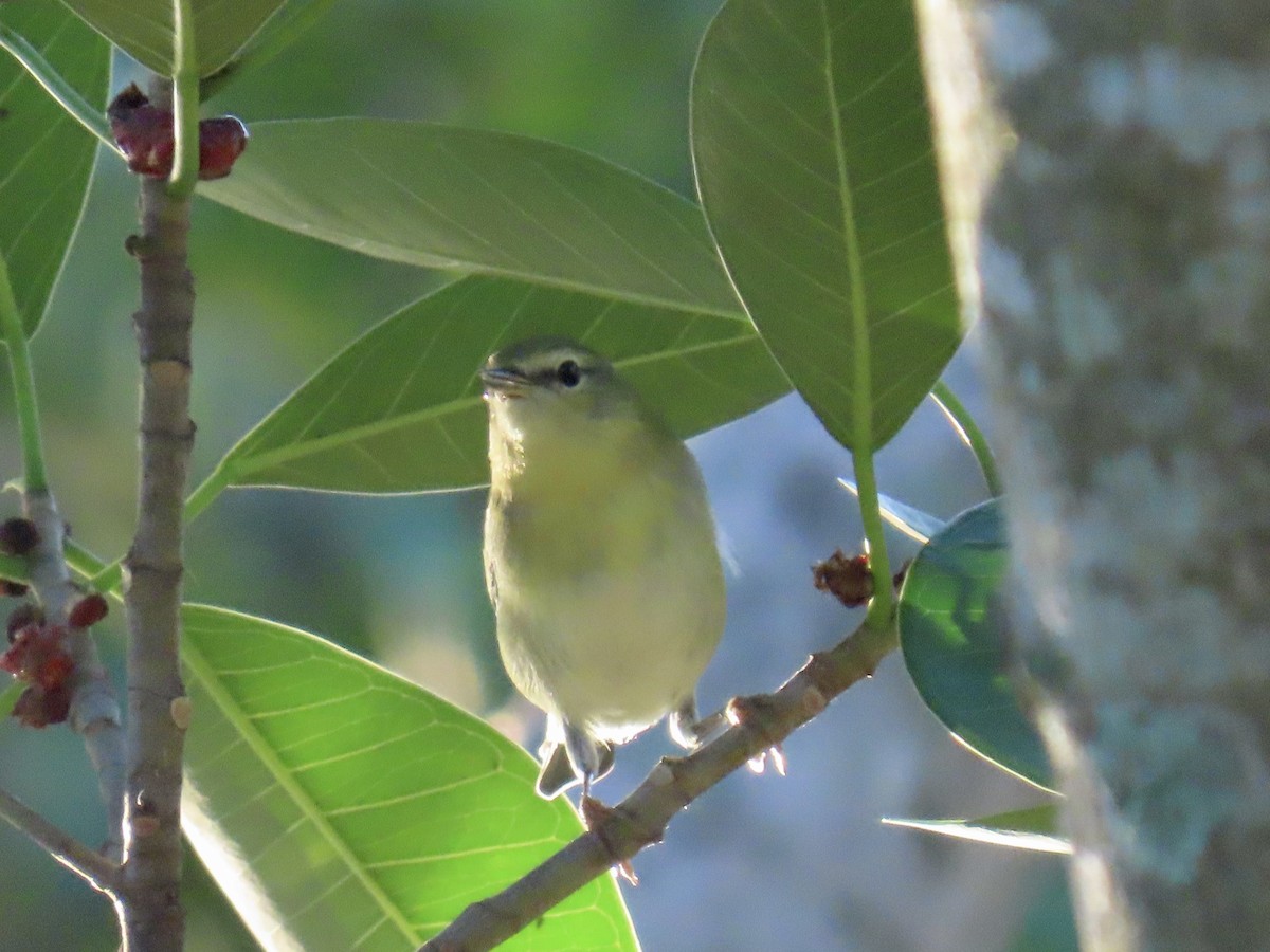 Tennessee Warbler - ML644296731