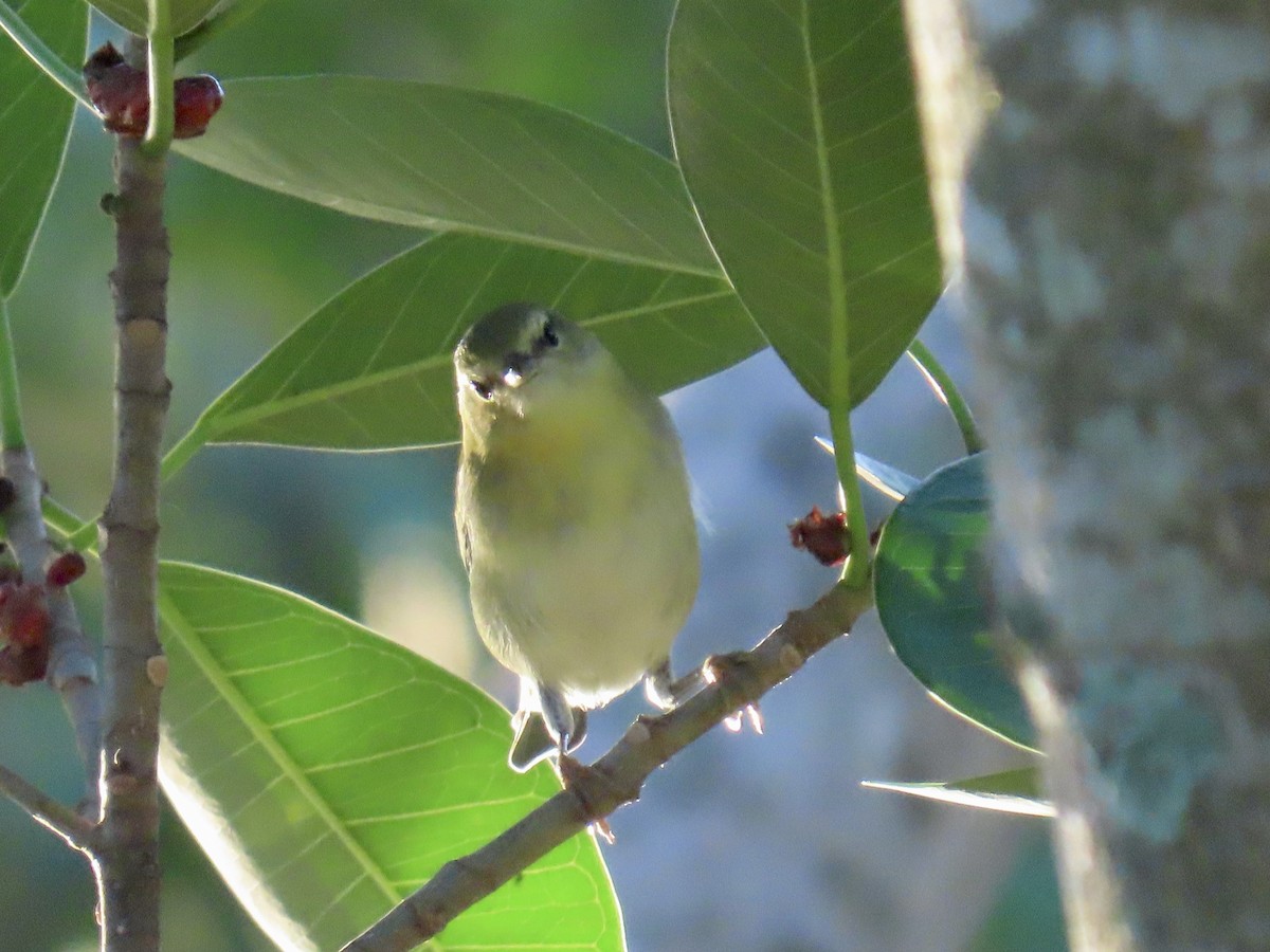 Tennessee Warbler - ML644296732