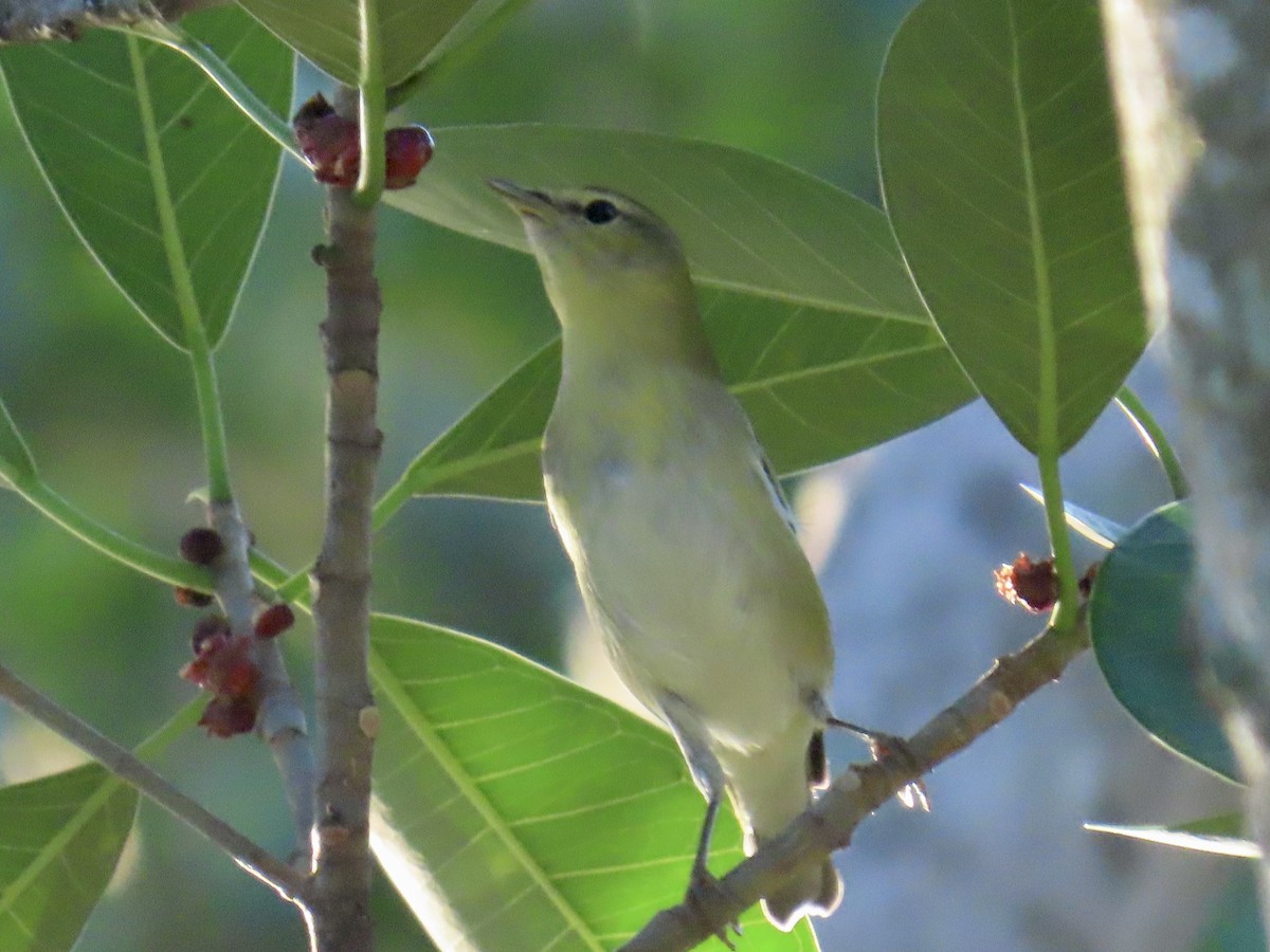Tennessee Warbler - ML644296733