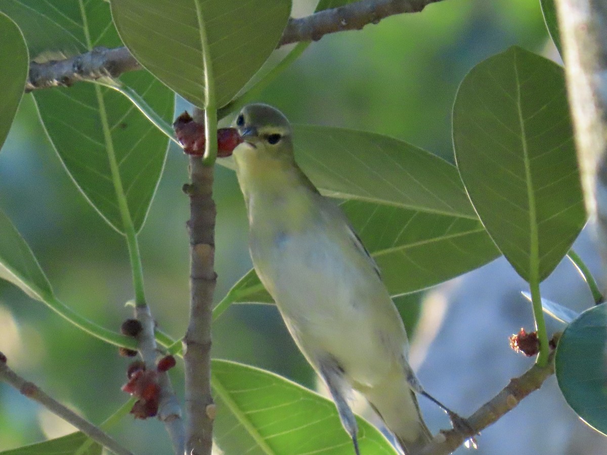 Tennessee Warbler - ML644296734