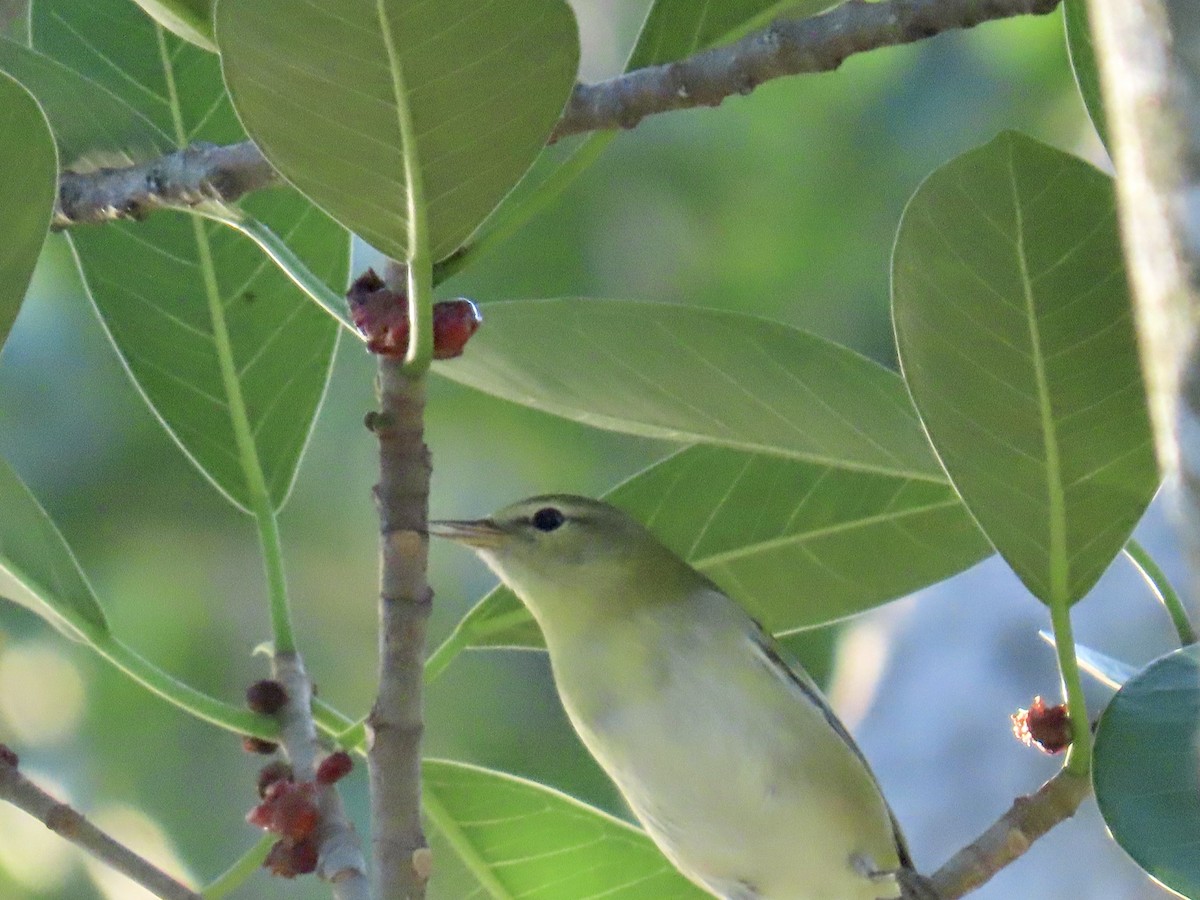 Tennessee Warbler - ML644296735