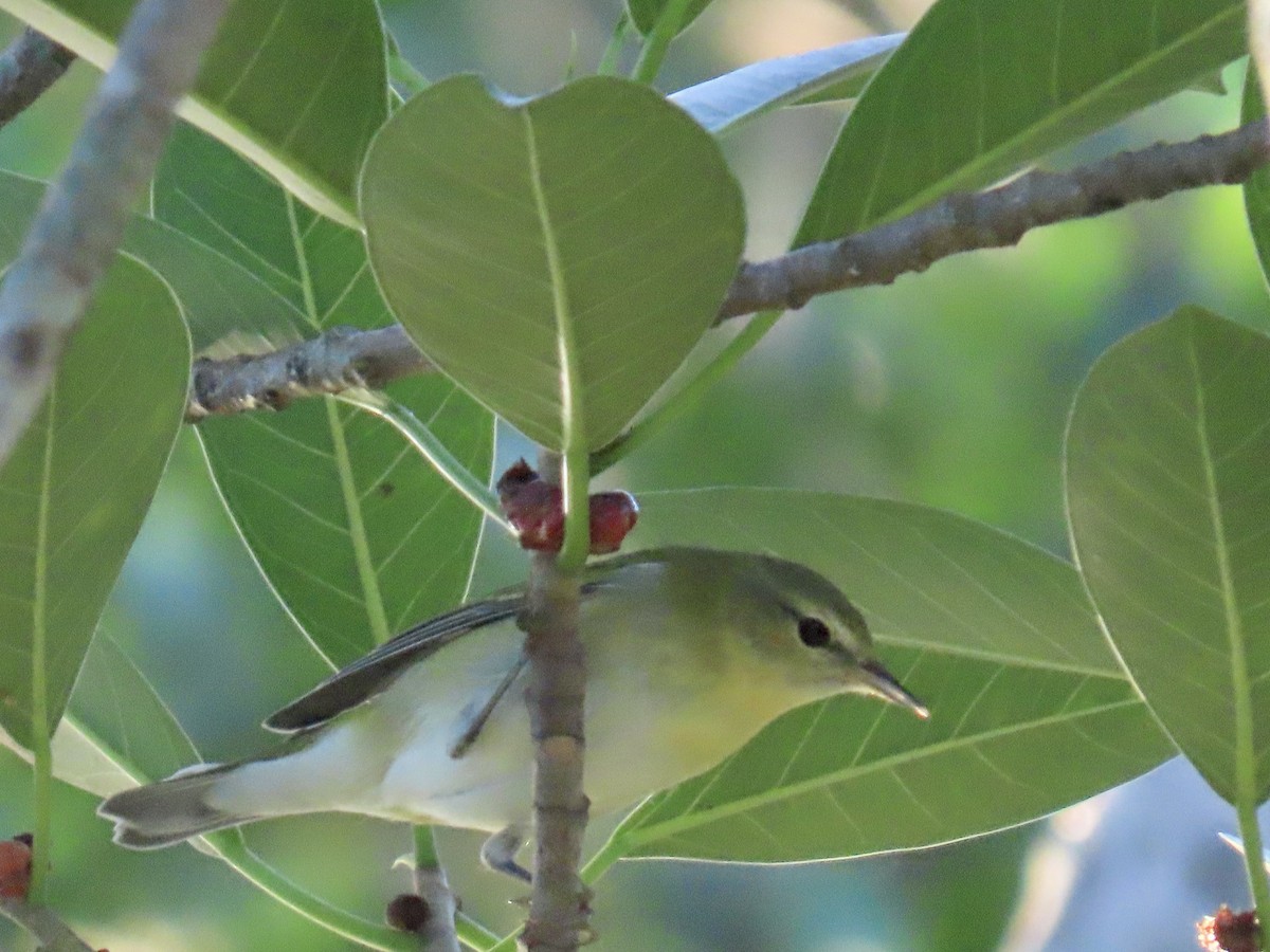 Tennessee Warbler - ML644296736