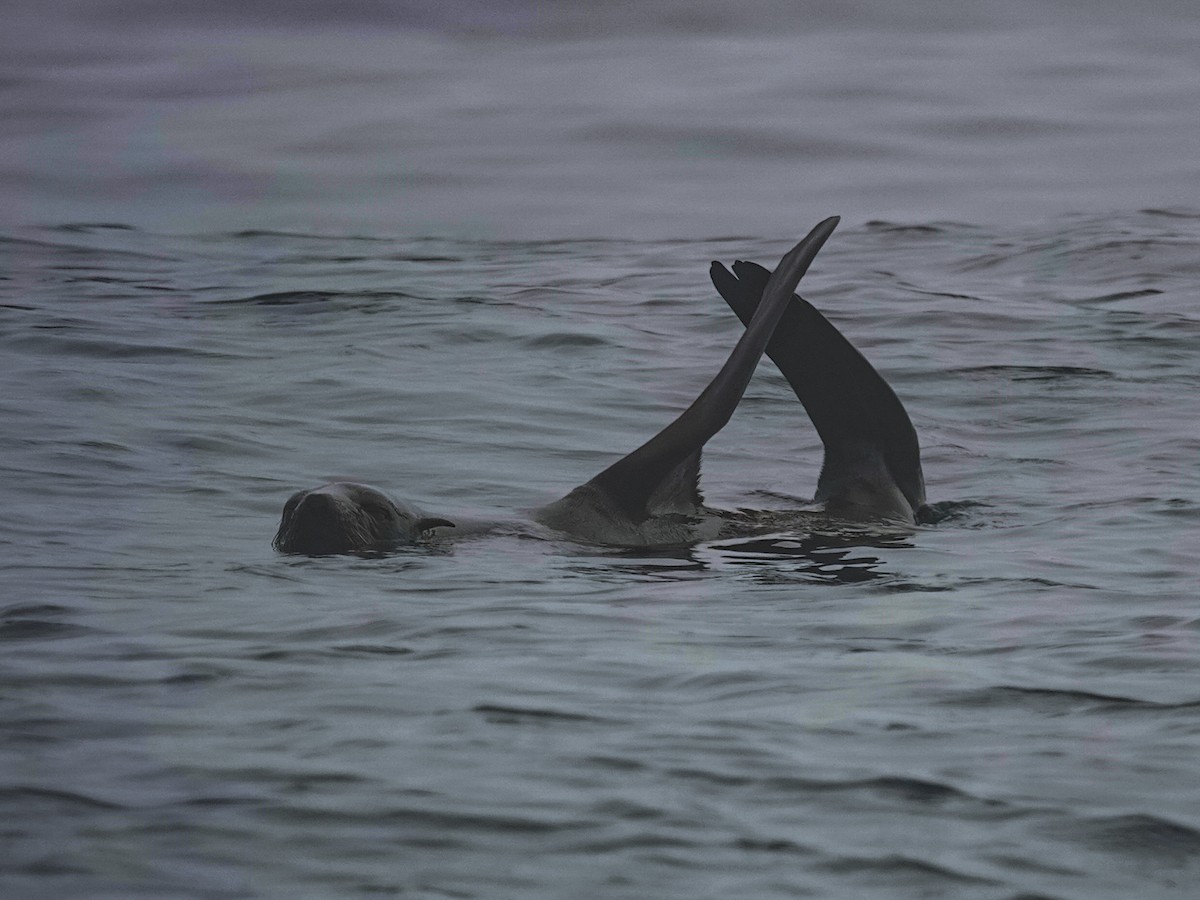 Guadalupe Fur Seal - ML644296738