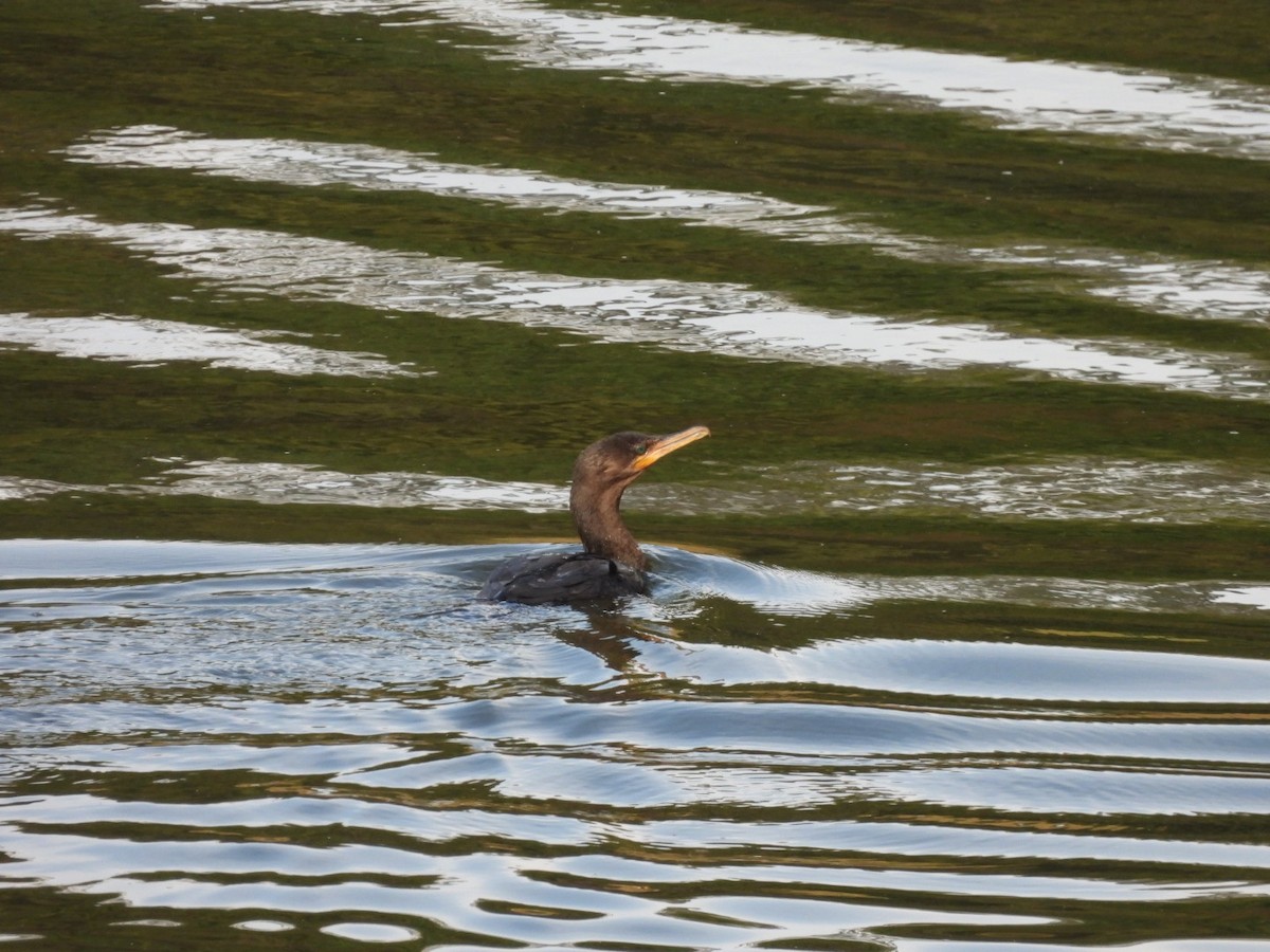 Neotropic Cormorant - ML644296748