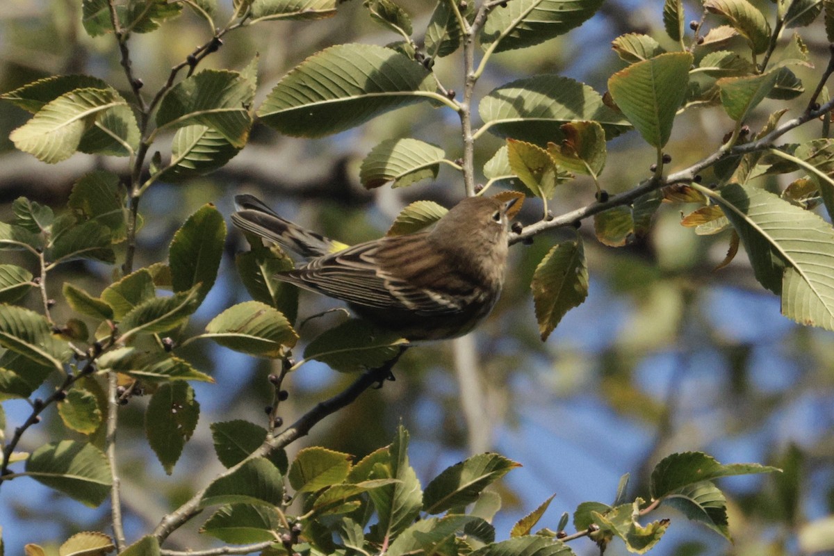 Yellow-rumped Warbler - ML644296750
