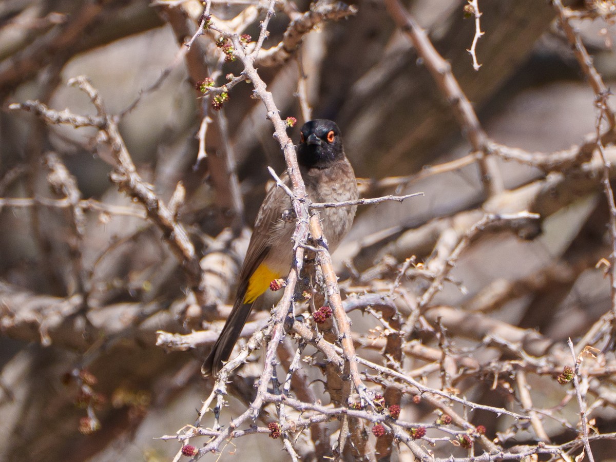 Bulbul brunoir - ML644296754