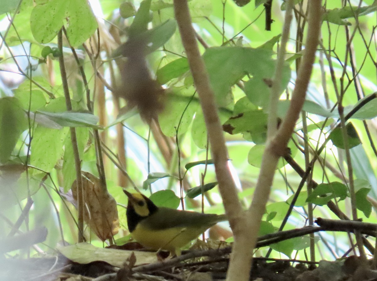 Болотянка чорногорла - ML644296756