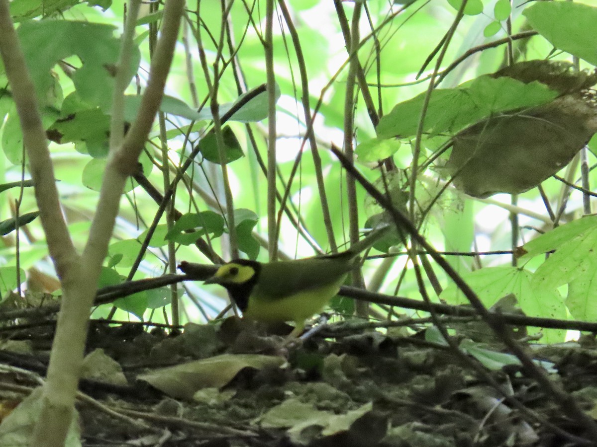 Болотянка чорногорла - ML644296757