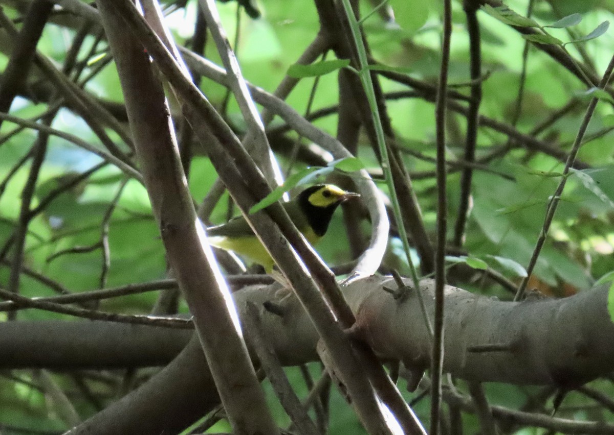 Болотянка чорногорла - ML644296758