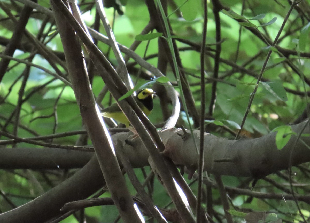 Болотянка чорногорла - ML644296759