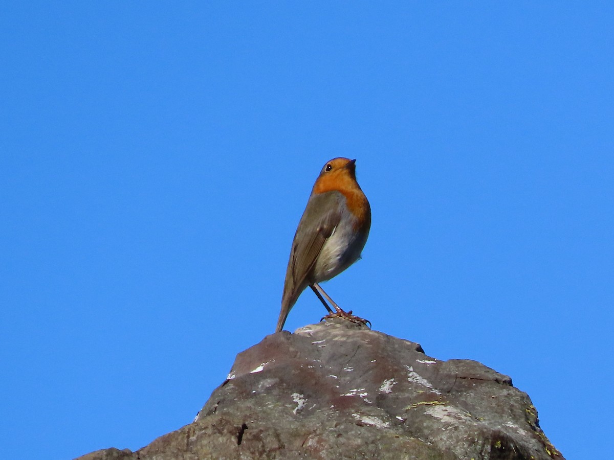 Өрнийн зээрд омруут - ML644296760