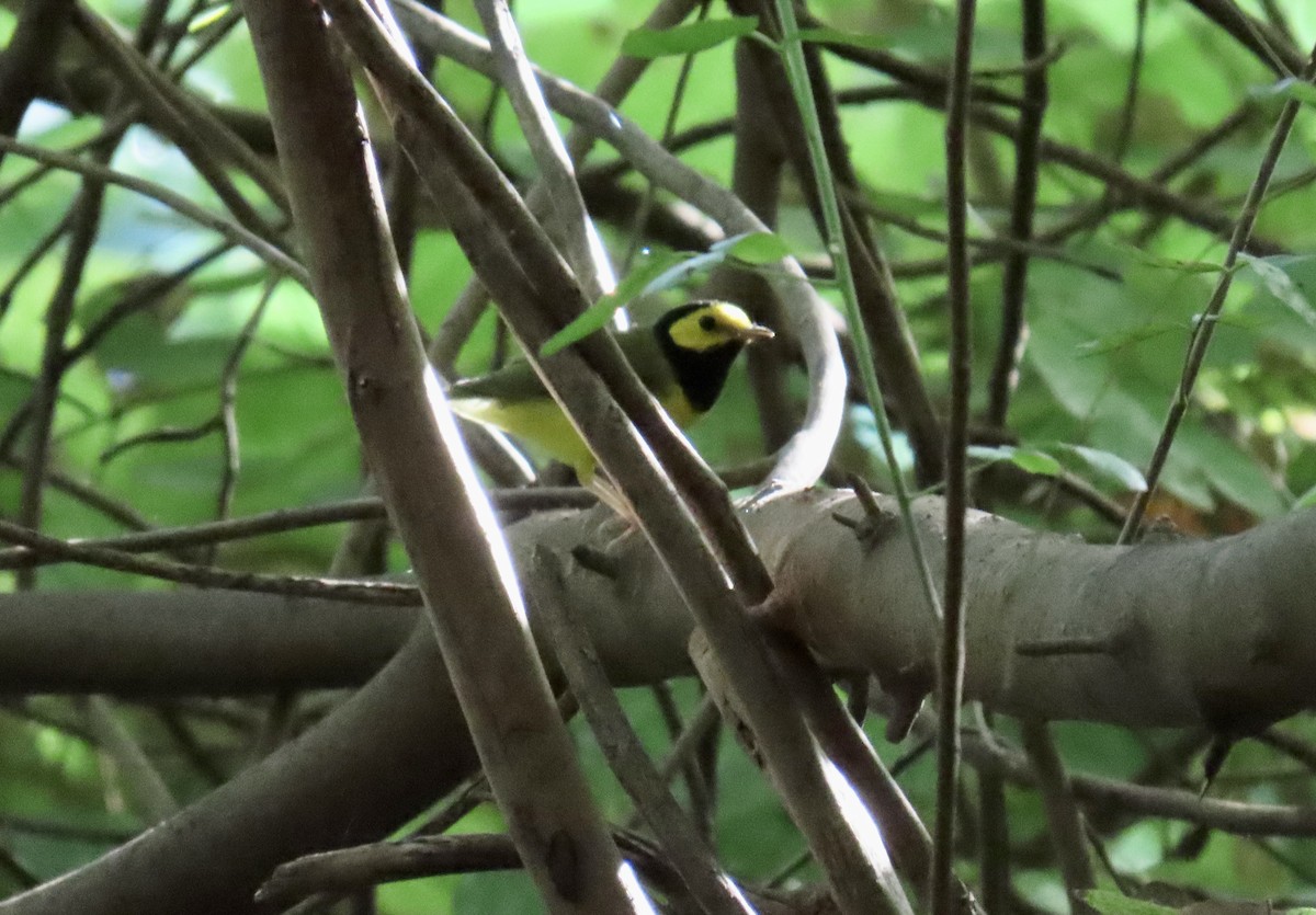 Болотянка чорногорла - ML644296761