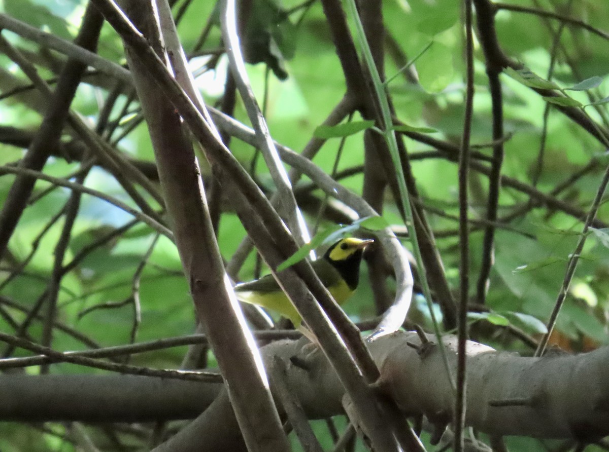 Болотянка чорногорла - ML644296762