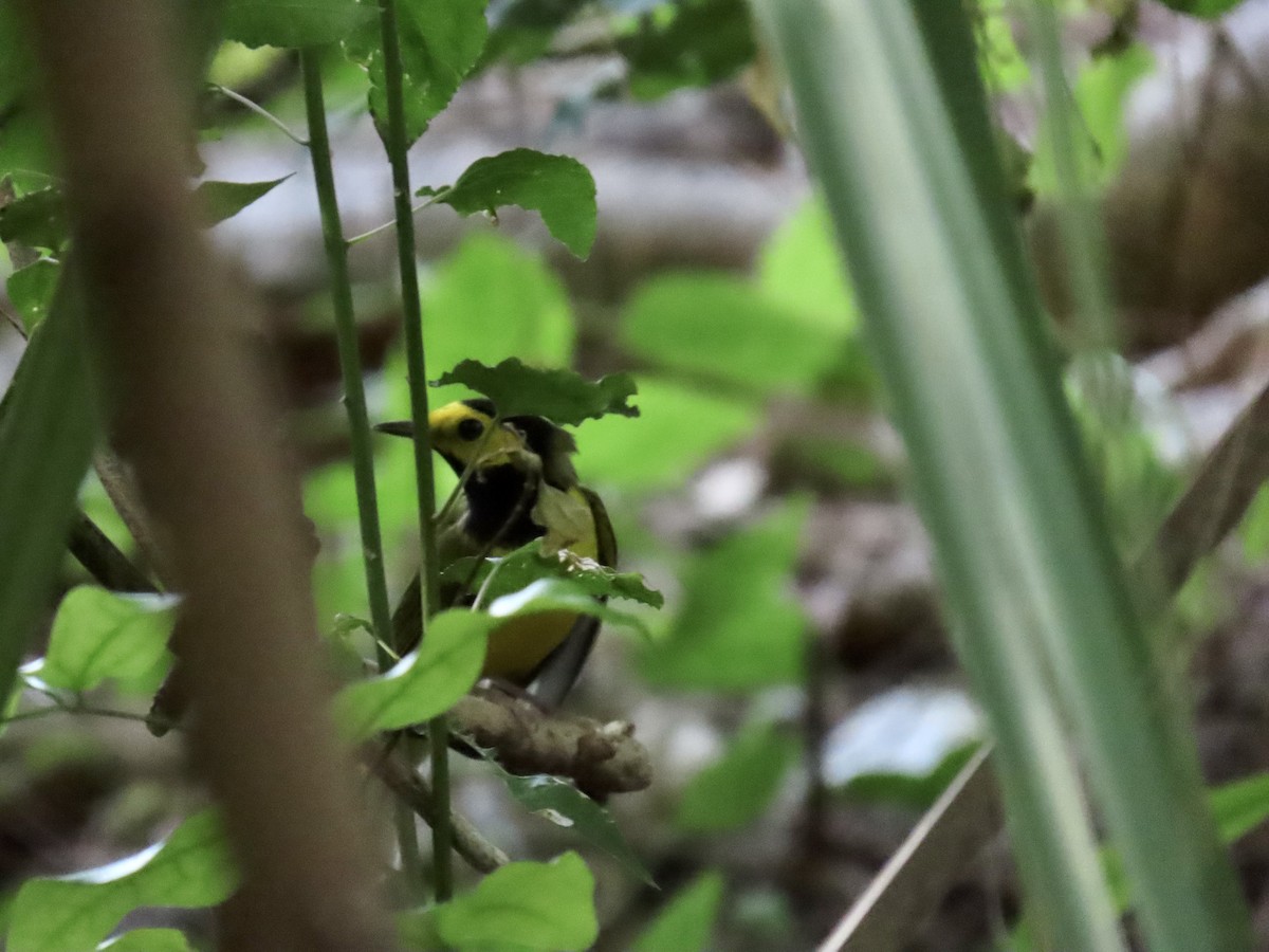 Болотянка чорногорла - ML644296763