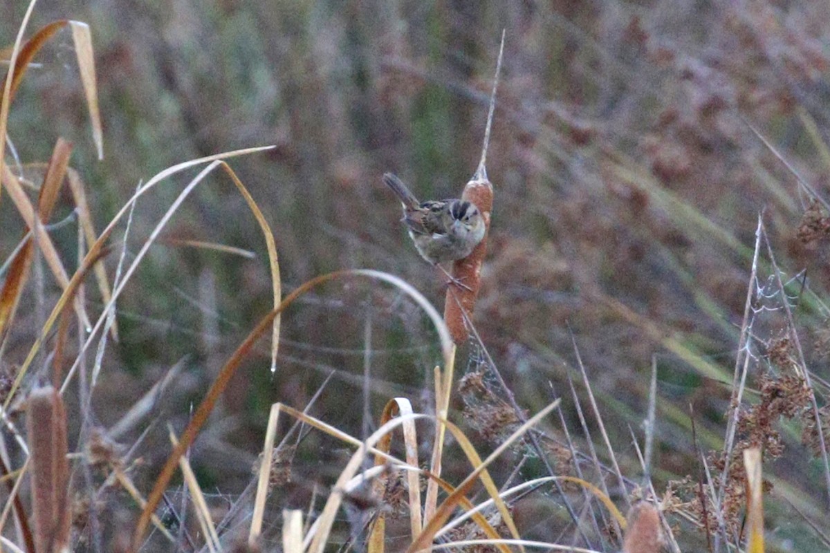 Swamp Sparrow - ML644296765