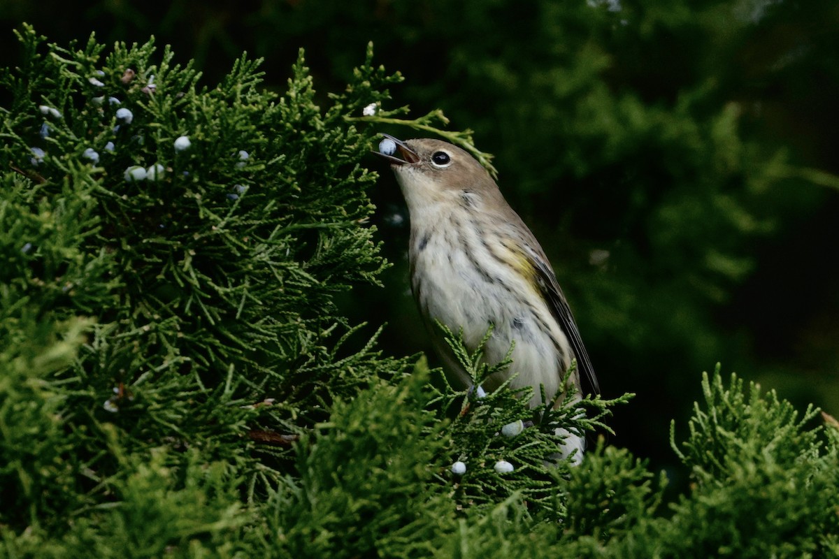 Yellow-rumped Warbler - ML644296770