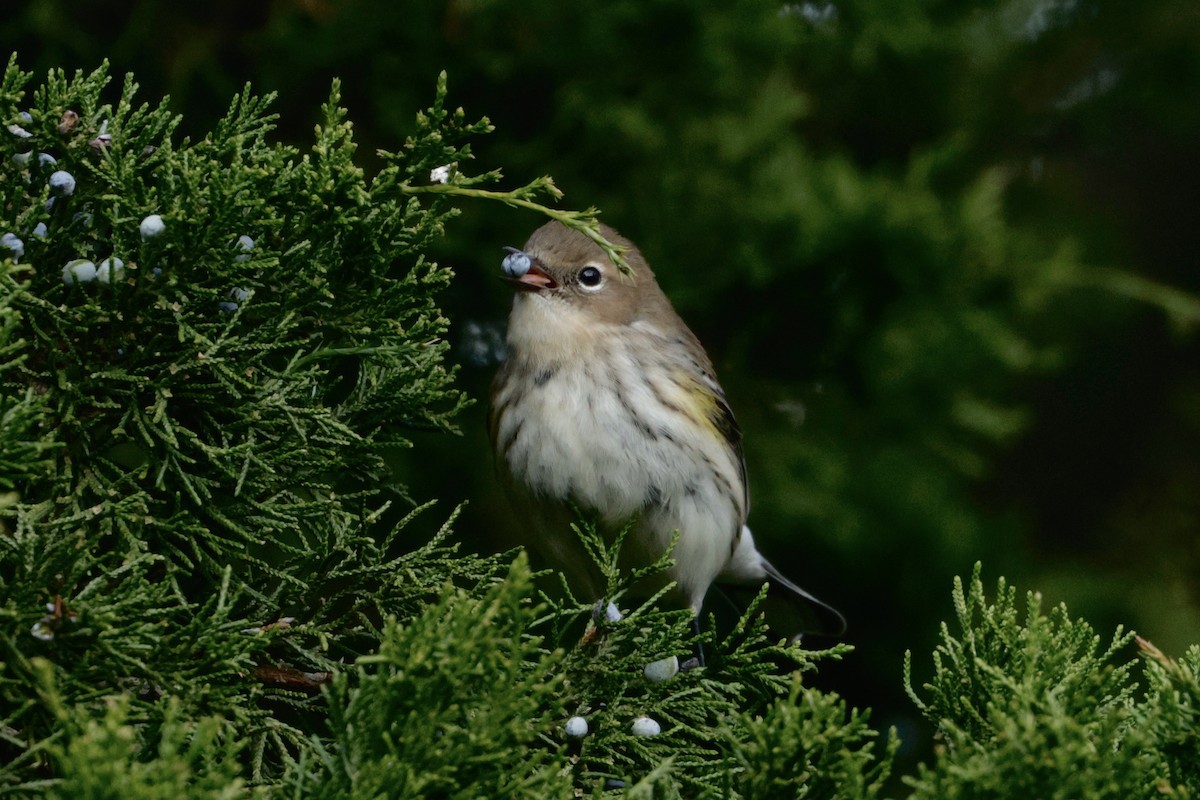 Yellow-rumped Warbler - ML644296771