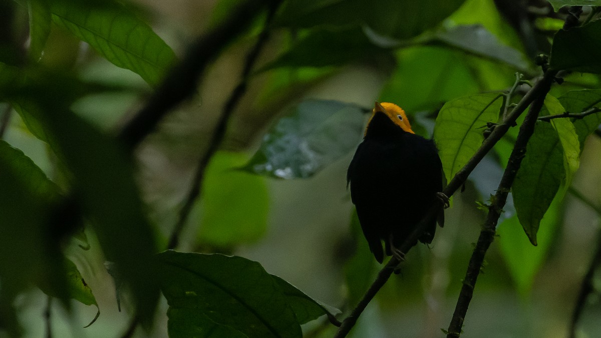 Golden-headed Manakin - ML644296774