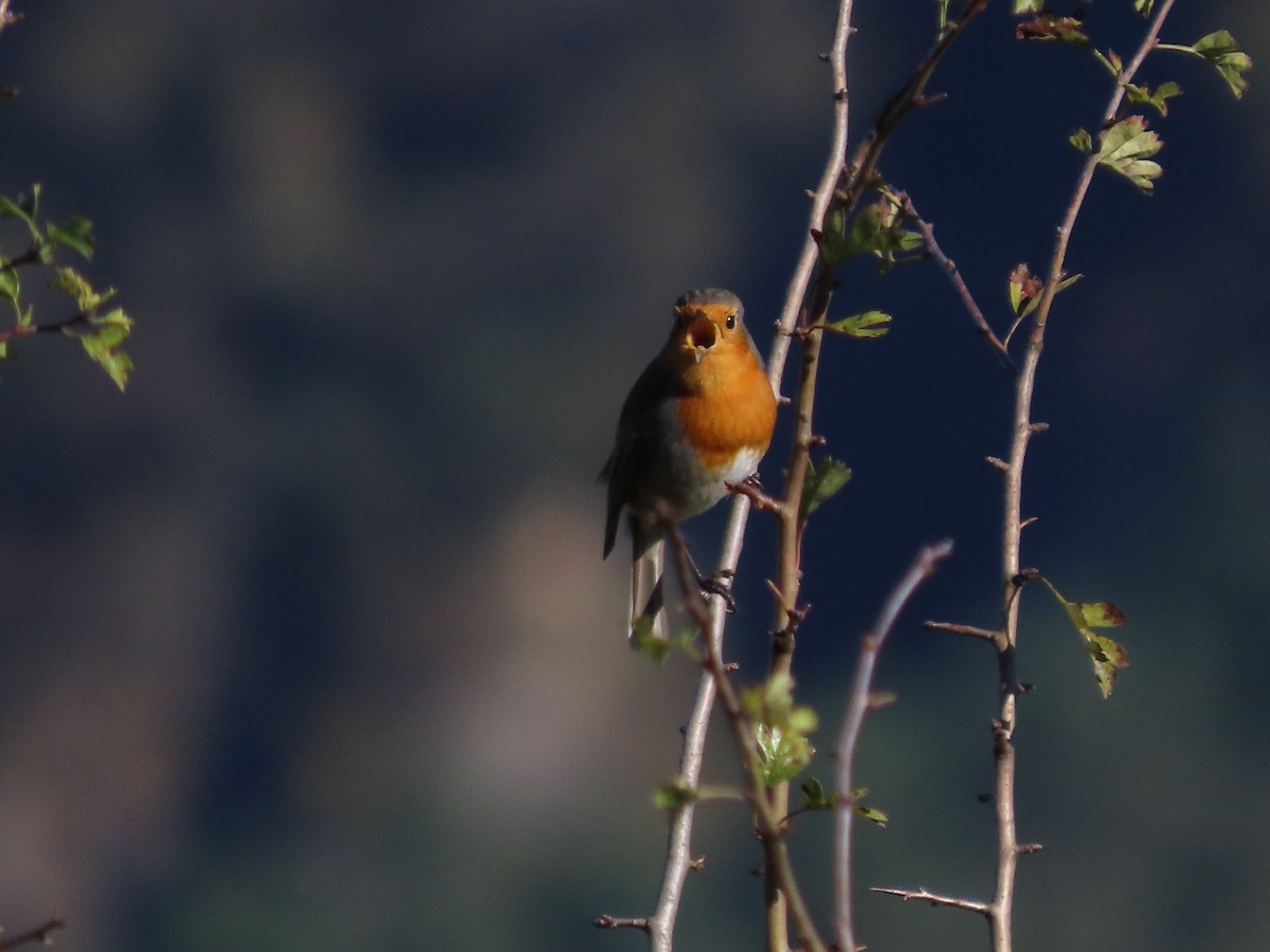 Өрнийн зээрд омруут - ML644296776