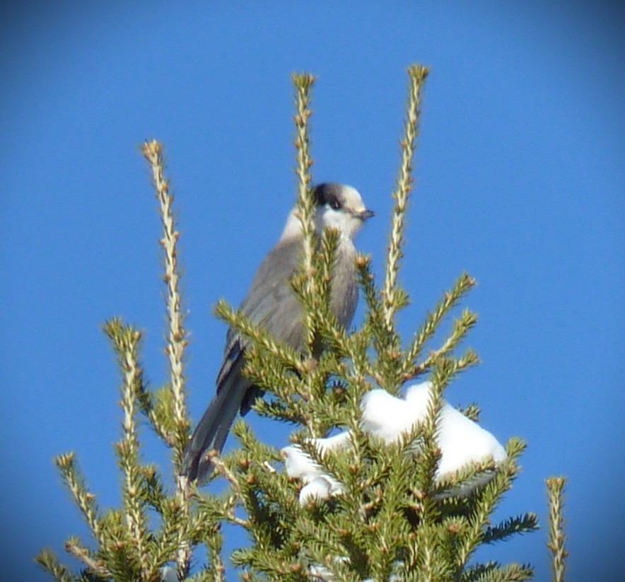 Mésangeai du Canada - ML644296778