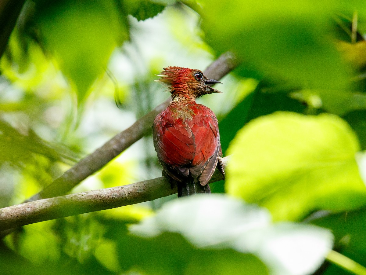 Pito Miniado - ML644296780