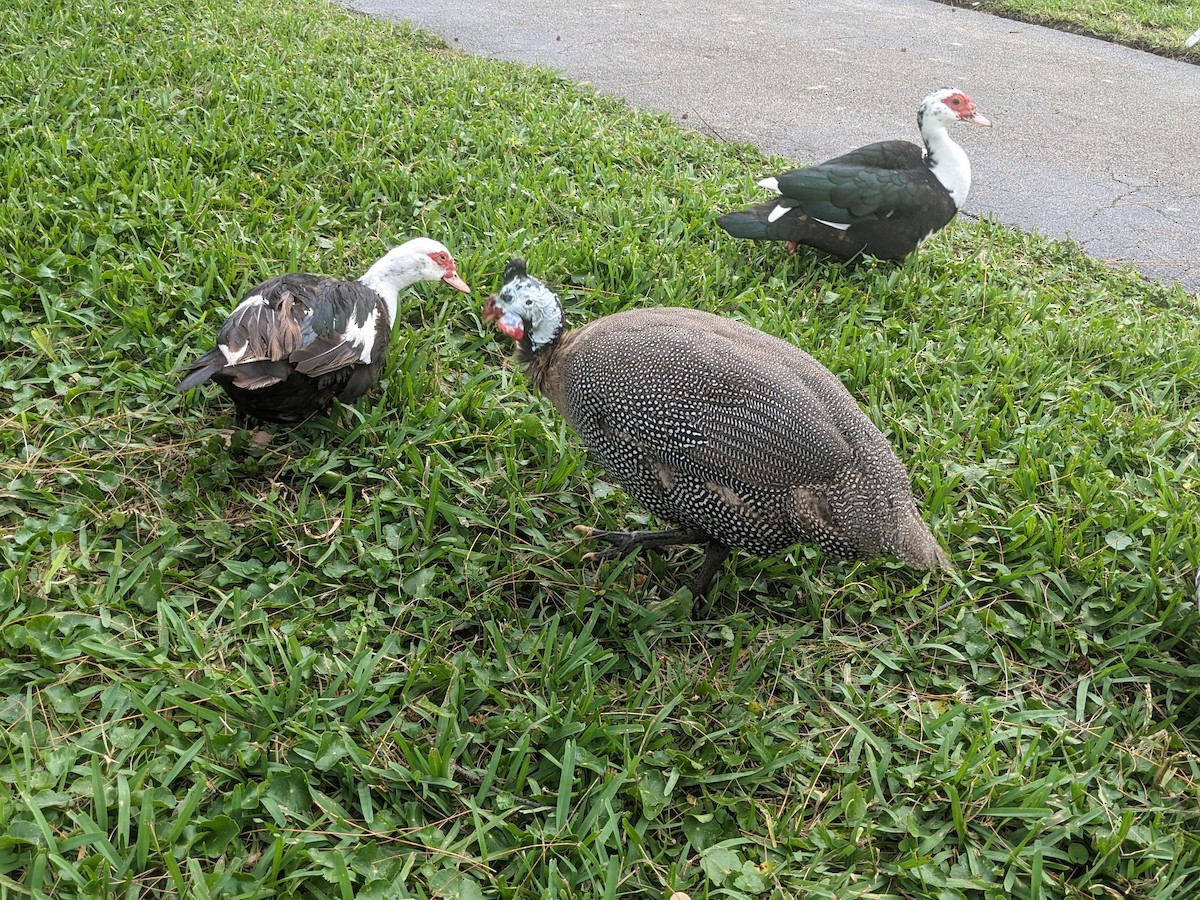 普通珠雞(馴化) - ML644296781