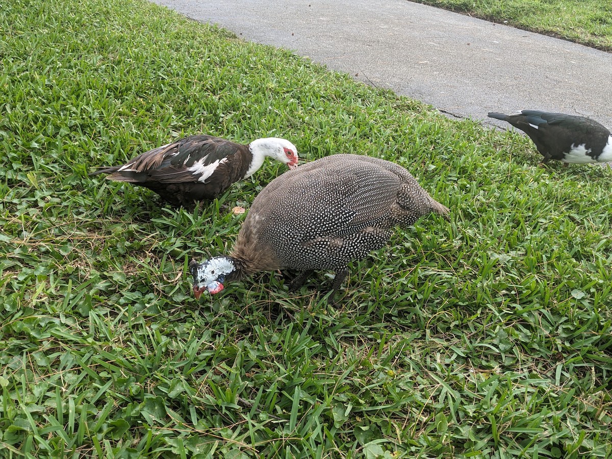 普通珠雞(馴化) - ML644296782