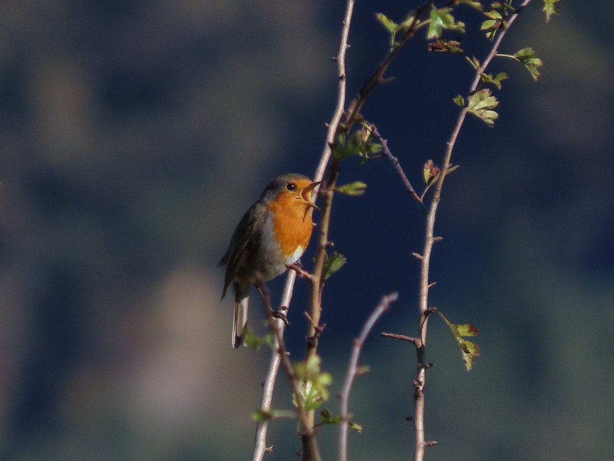 Өрнийн зээрд омруут - ML644296783