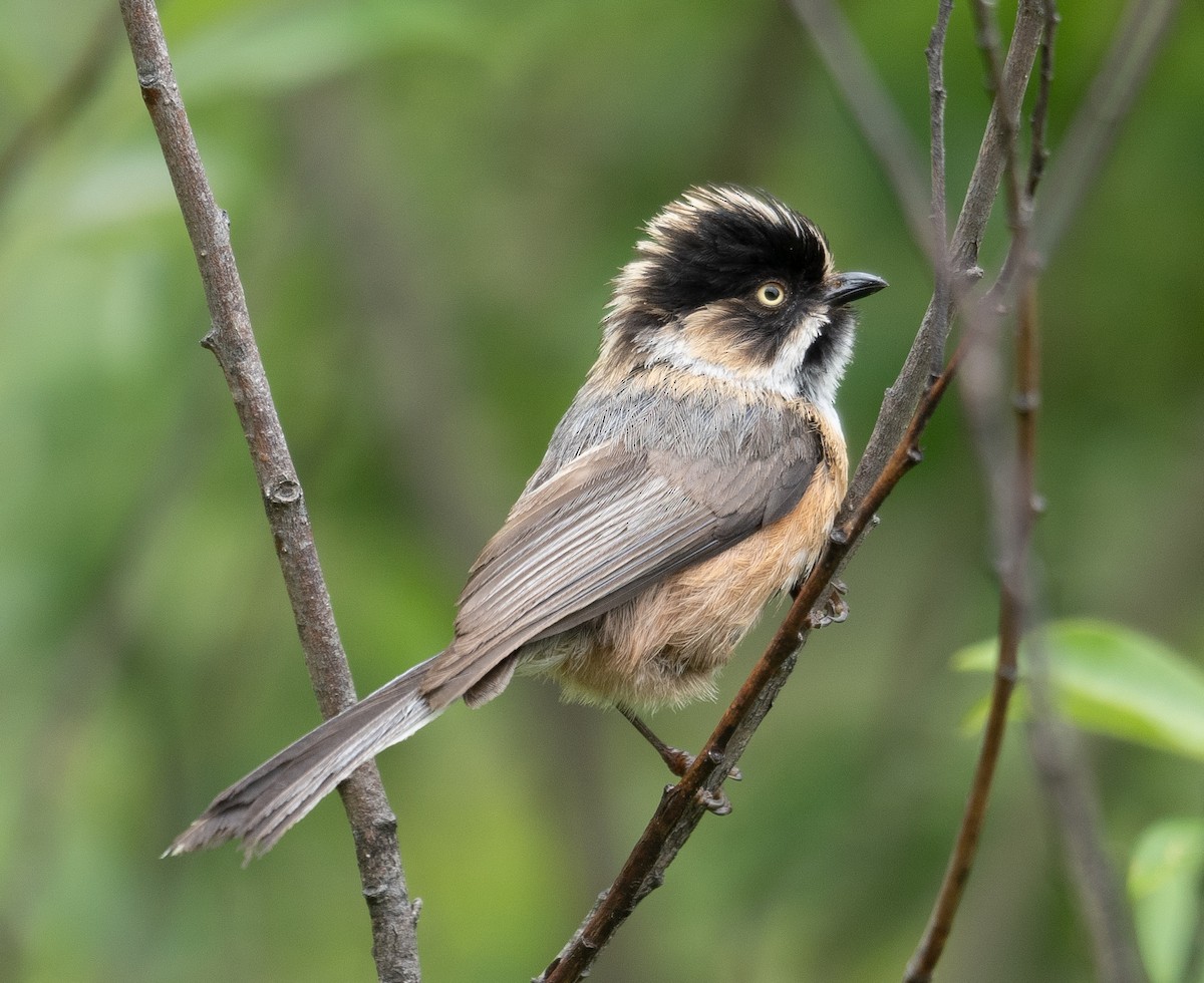 Black-browed Tit - ML644296785