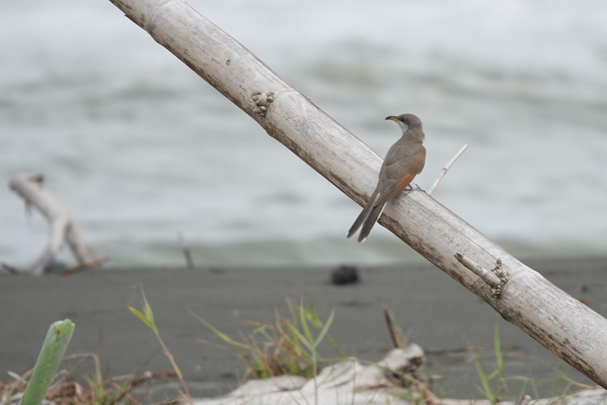 Coulicou à bec jaune - ML644296790