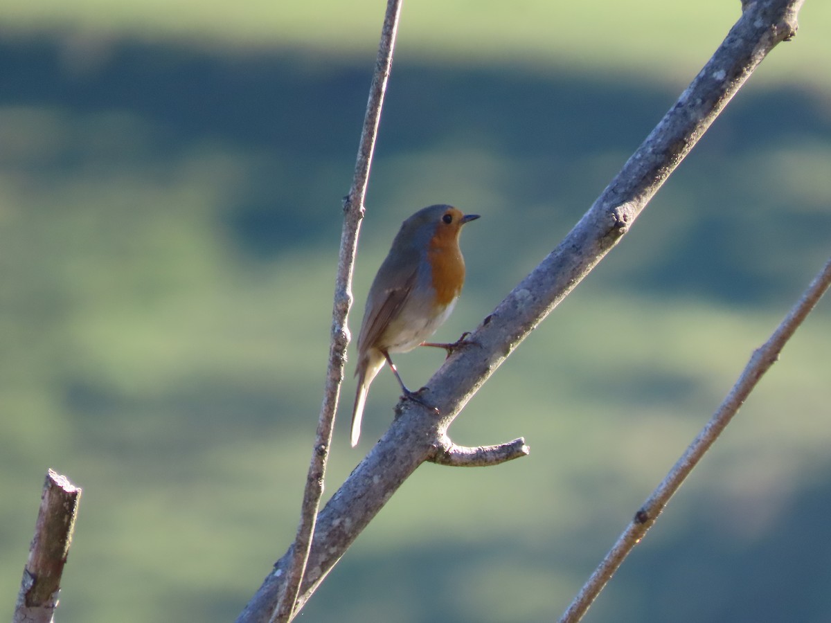 Өрнийн зээрд омруут - ML644296791