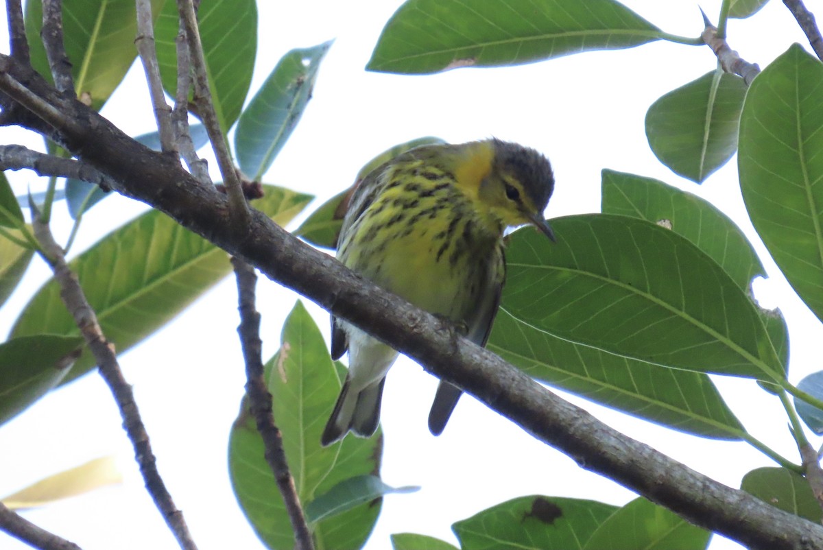 Kaplan Ötleğeni - ML644296792