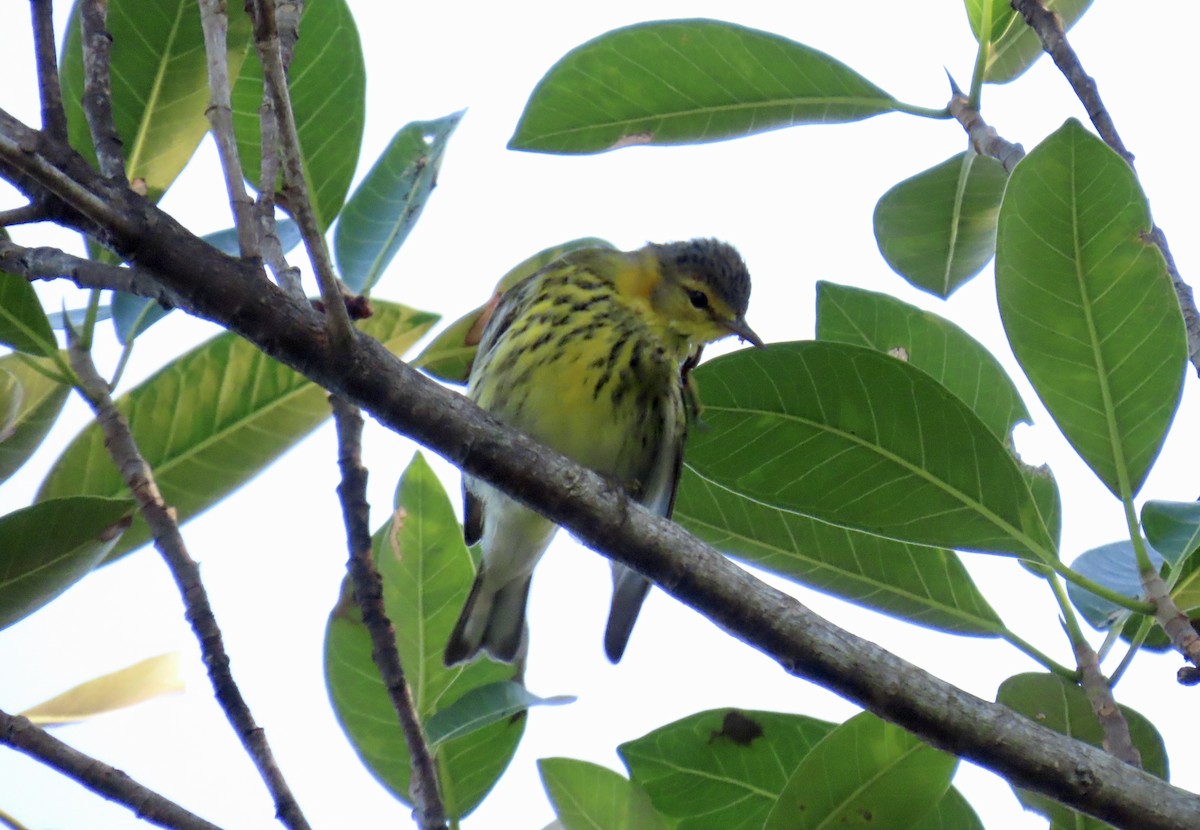 Kaplan Ötleğeni - ML644296793