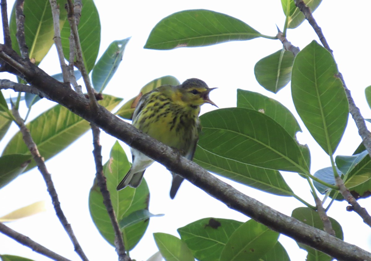 Kaplan Ötleğeni - ML644296794