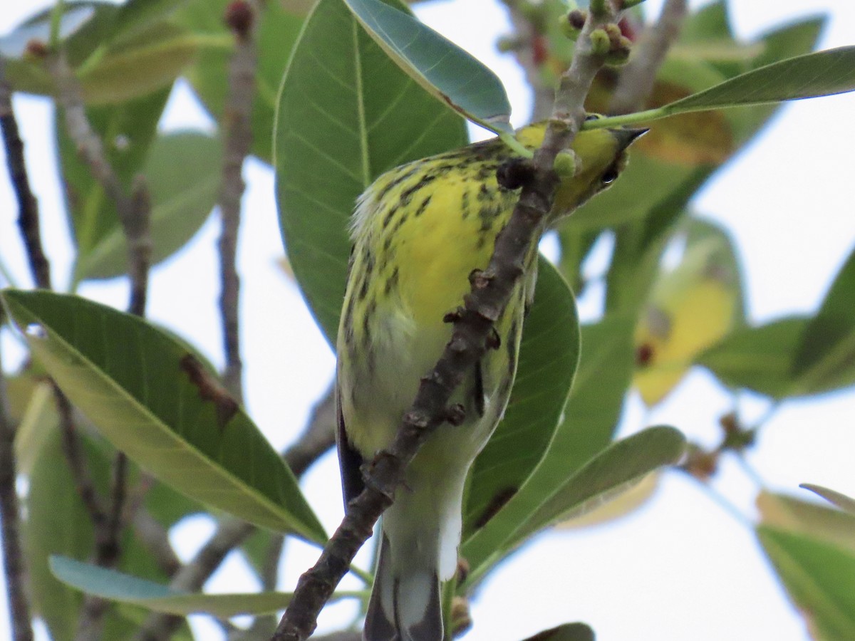 Kaplan Ötleğeni - ML644296795