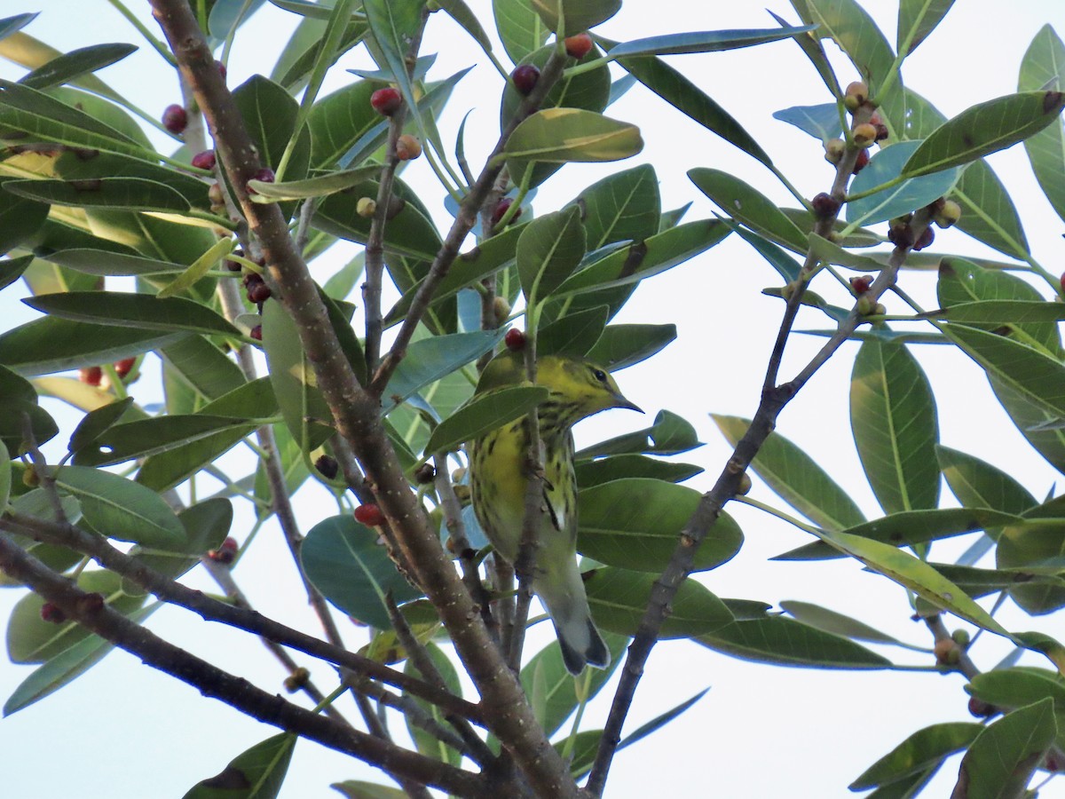 Kaplan Ötleğeni - ML644296796