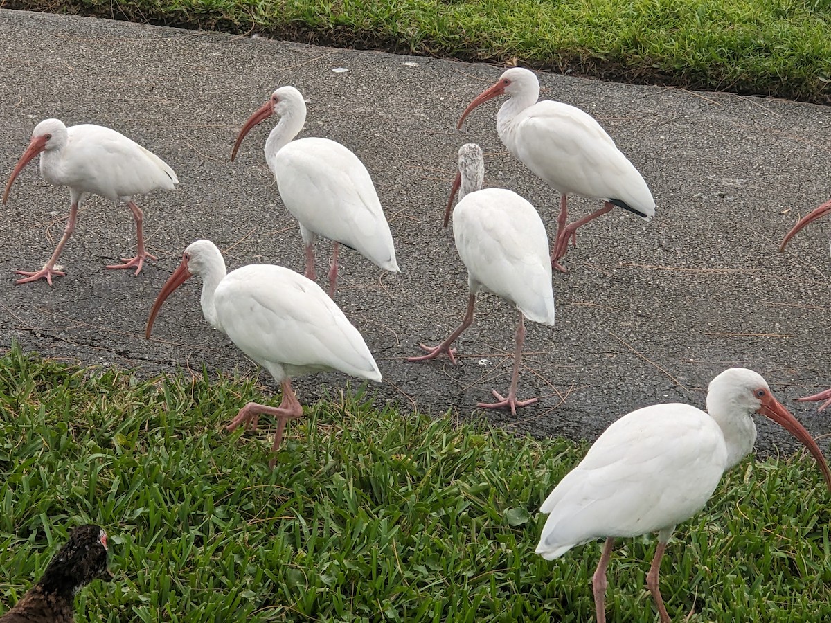 White Ibis - ML644296797