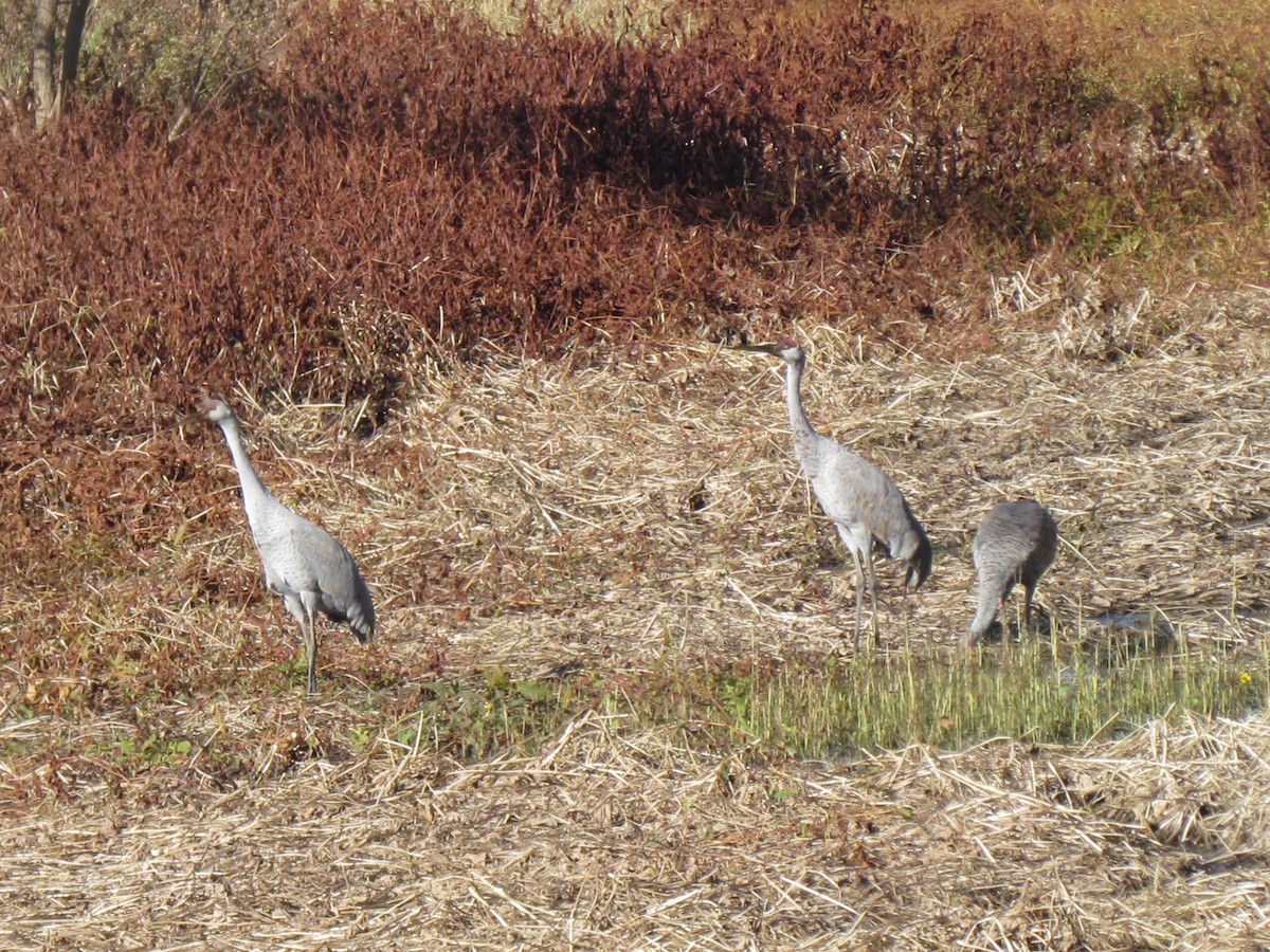 Grulla Canadiense - ML644296804