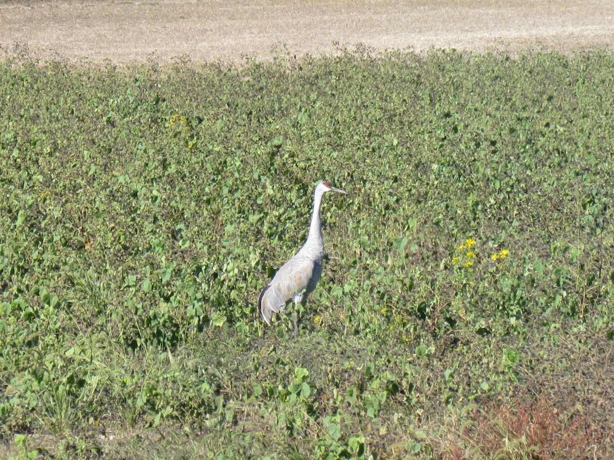 Grulla Canadiense - ML644296813