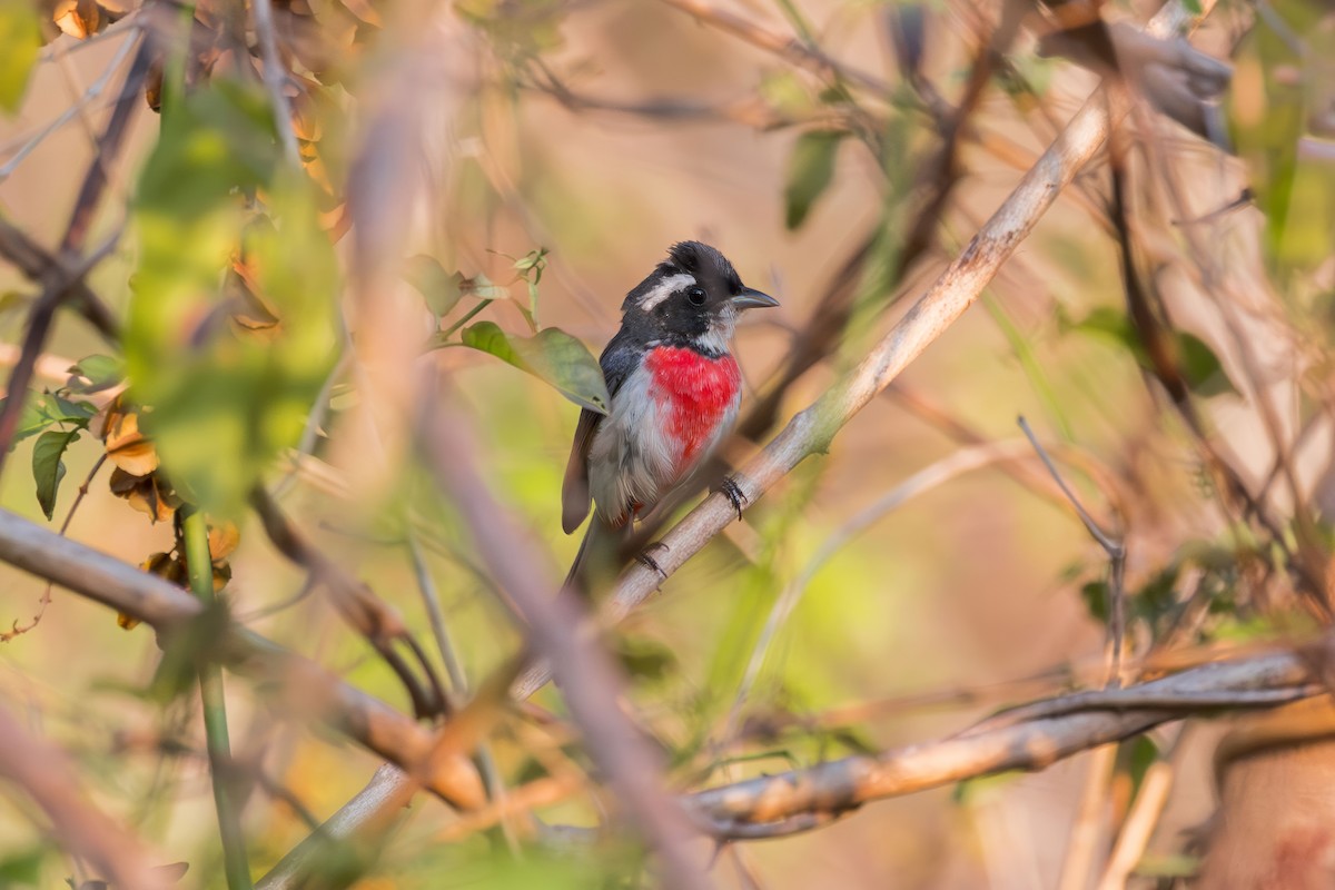 Red-breasted Chat (Red-breasted) - ML644296827