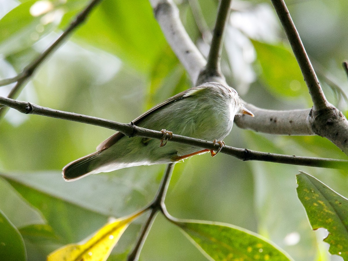 Arctic Warbler - ML644296829