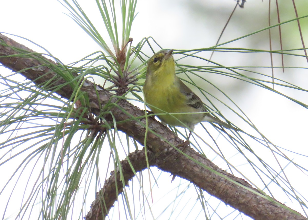 סבכון אורנים - ML644296830
